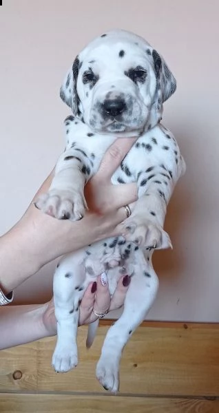 cuccioli bulldog francese blu occhi blu bianco/blu | Foto 1