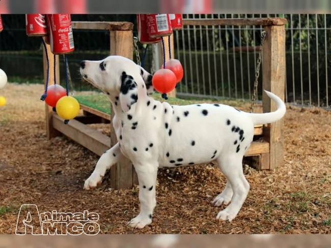 cuccioli bulldog francese blu occhi blu bianco/blu | Foto 0