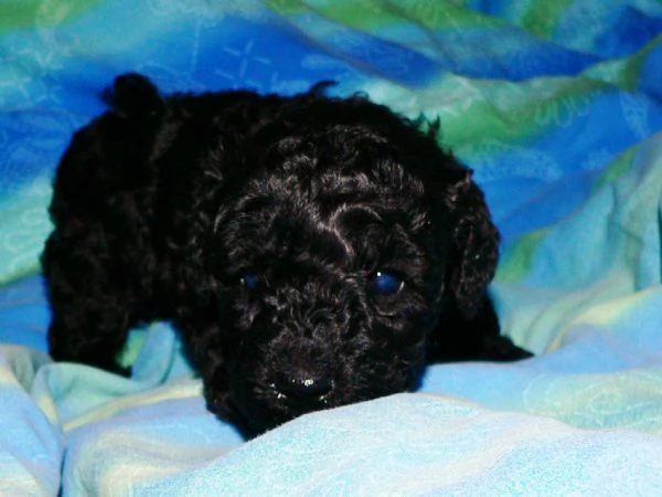 barboncini nano/toy pedigree | Foto 1