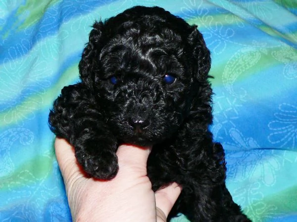 barboncini nano/toy pedigree