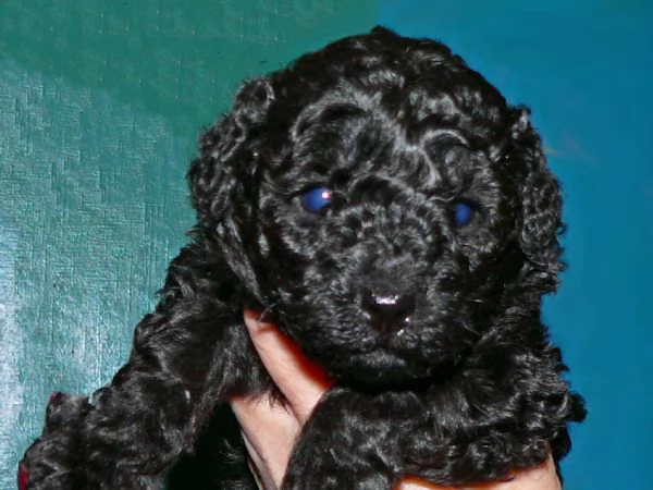 barboncini nano/toy pedigree | Foto 0