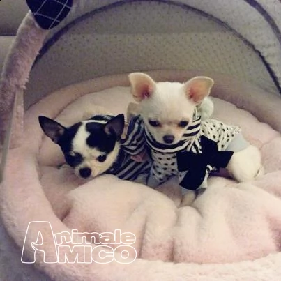 chihuahua  | Foto 0