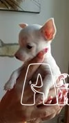 chihuahua 