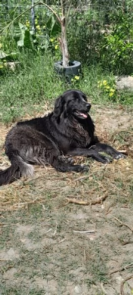 DOLCE POLI IN REGALO IN TUTTA ITALIA