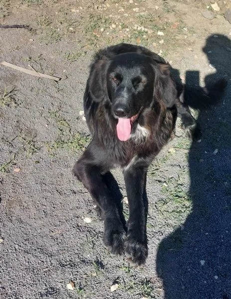 DOLCE POLI IN REGALO IN TUTTA ITALIA | Foto 2