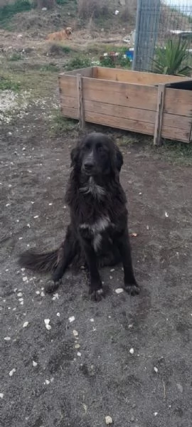 DOLCE POLI IN REGALO IN TUTTA ITALIA | Foto 1