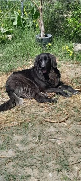 DOLCE POLI IN REGALO IN TUTTA ITALIA | Foto 0