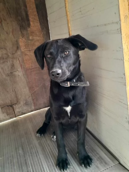 DOLCE FRED  IN REGALO TAGLIA MEDIO PICCOLA | Foto 1