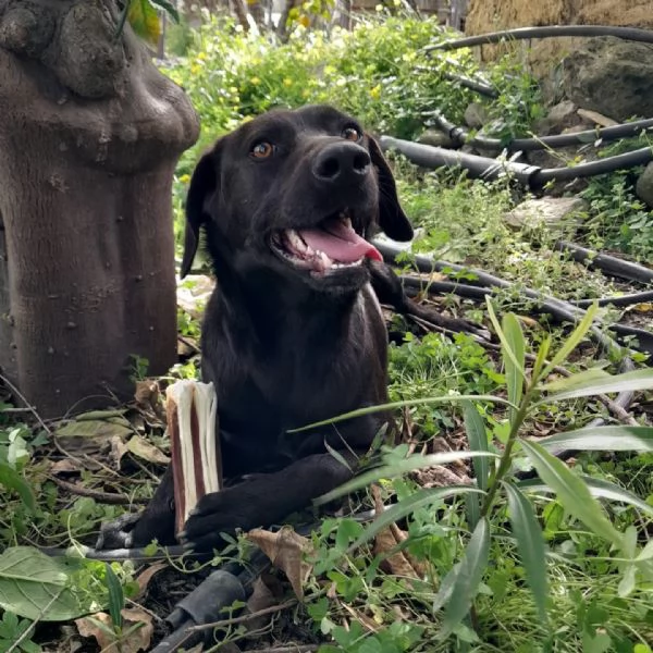 DOLCE FRED  IN REGALO TAGLIA MEDIO PICCOLA