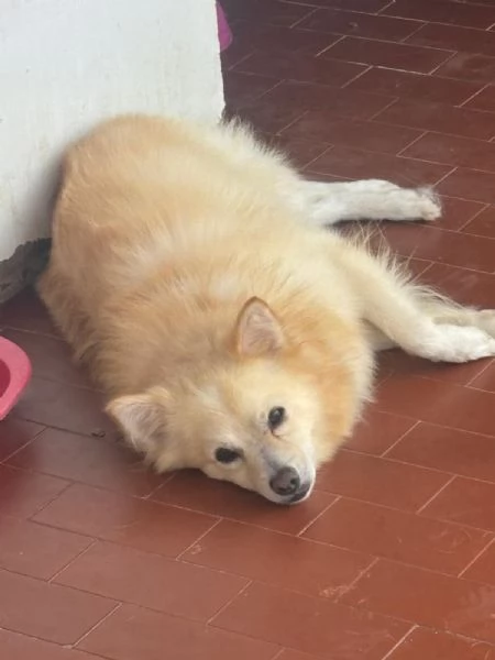 JOHN TAGLIA PICCOLA | Foto 1