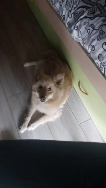 JOHN TAGLIA PICCOLA | Foto 0