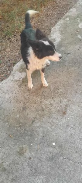 PRISCILLA, mix border collie | Foto 1