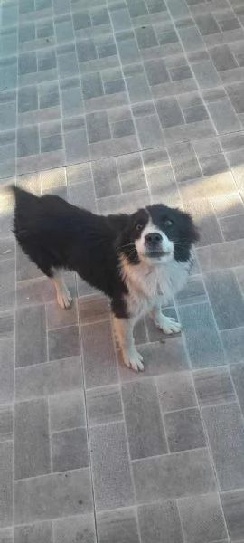 PRISCILLA, mix border collie | Foto 0