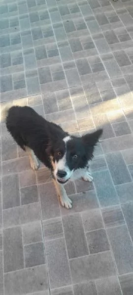 PRISCILLA, mix border collie