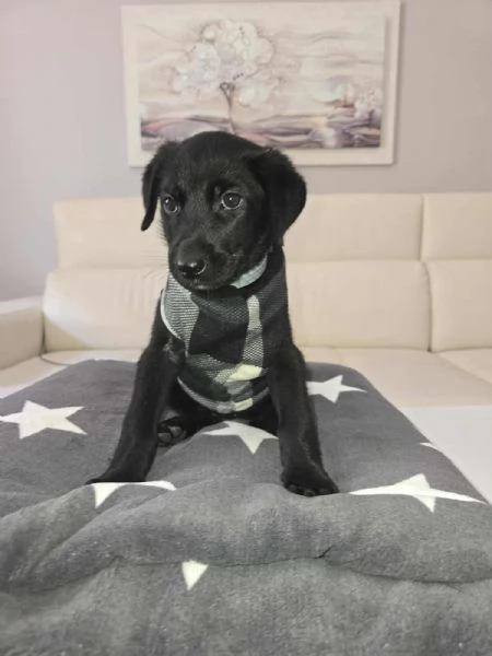 dolcissima cucciolina