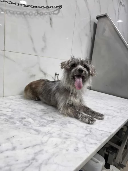 dina taglia piccola in regalo