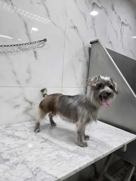 dina taglia piccola in regalo | Foto 3