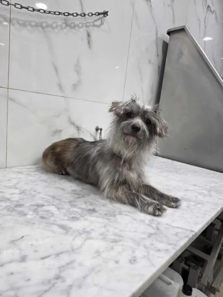 dina taglia piccola in regalo | Foto 1