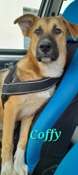 STUPENDO COFFY | Foto 0