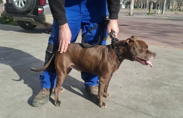 DOLCE SPIKE ADOZIONE DEL CUORE | Foto 4