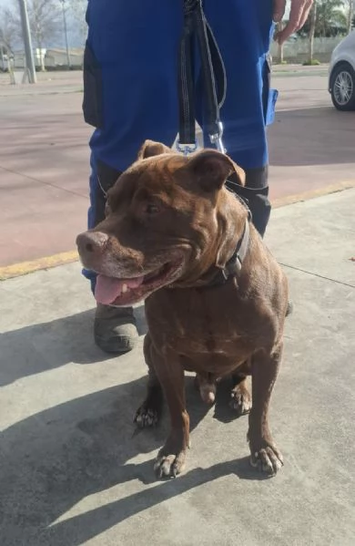 DOLCE SPIKE ADOZIONE DEL CUORE | Foto 3