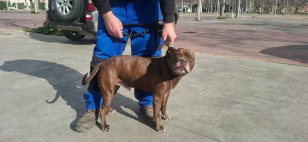 DOLCE SPIKE ADOZIONE DEL CUORE | Foto 0