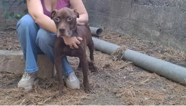 DOLCE SPIKE ADOZIONE DEL CUORE | Foto 0