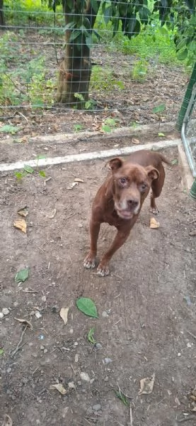 DOLCE SPIKE ADOZIONE DEL CUORE