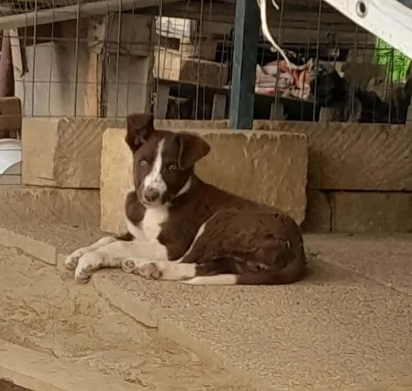 CUCCIOLI LADY E TESEO IN REGALO | Foto 0