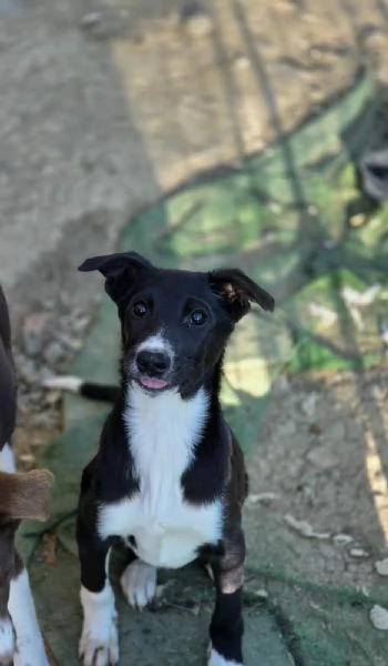 CUCCIOLI LADY E TESEO IN REGALO | Foto 0