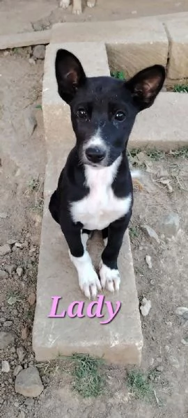 dolci cuccioli in regalo in tutta italia | Foto 0