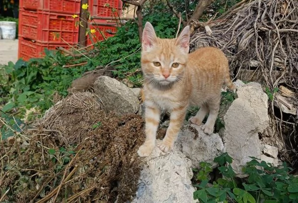 dolcissima micina cecina in regalo | Foto 2