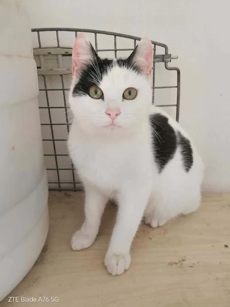 dolcissimi gattini in regalo | Foto 1