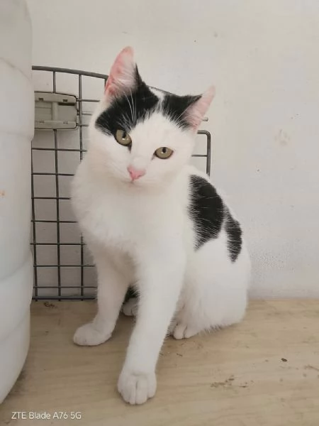 dolcissimi gattini in regalo | Foto 0