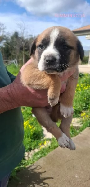 8 STUPENDI CUCCIOLI | Foto 5