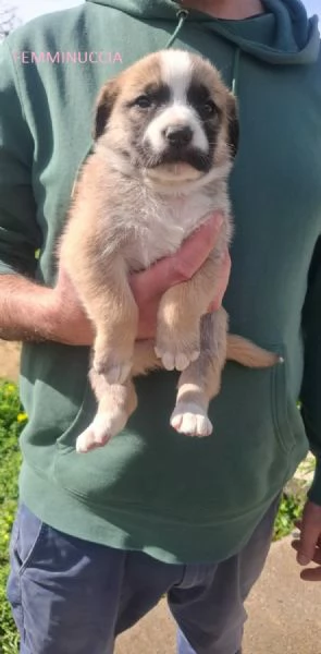 8 STUPENDI CUCCIOLI | Foto 3