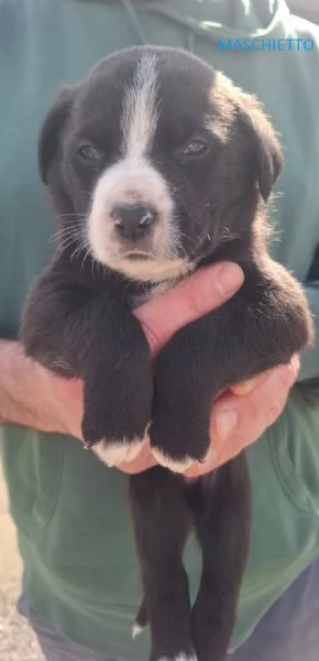 8 STUPENDI CUCCIOLI | Foto 2