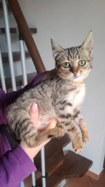 DOLCE MICINA | Foto 2