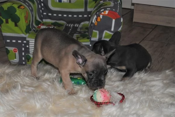 meravigliosi cuccioli bouledogue francesi blue  | Foto 2