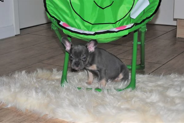 meravigliosi cuccioli bouledogue francesi blue  | Foto 1