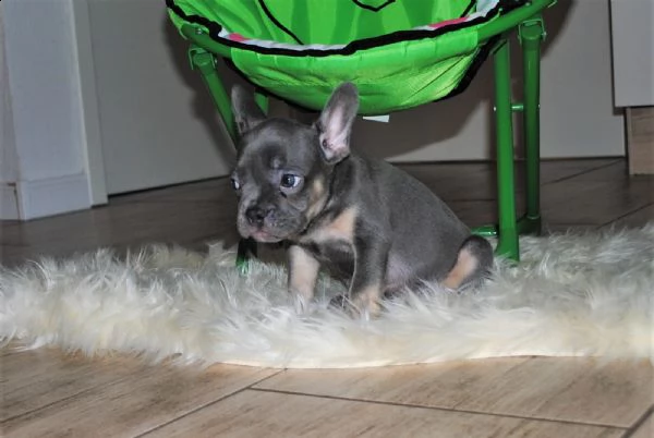 meravigliosi cuccioli bouledogue francesi blue  | Foto 0