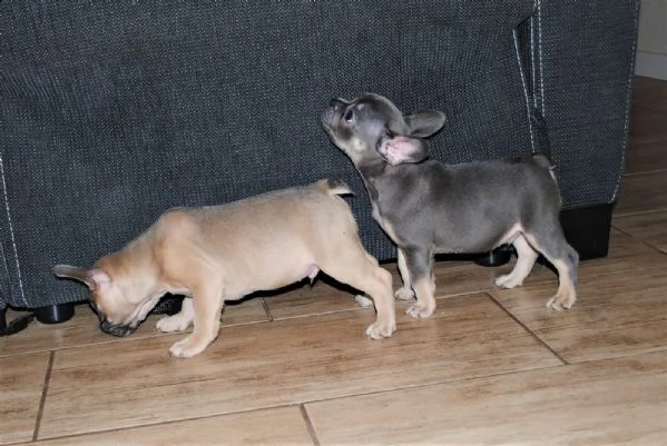 meravigliosi cuccioli bouledogue francesi blue 