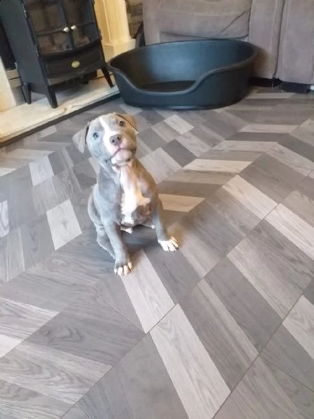 cuccioli american pitbull terrier | Foto 1