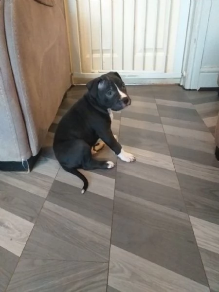 cuccioli american pitbull terrier