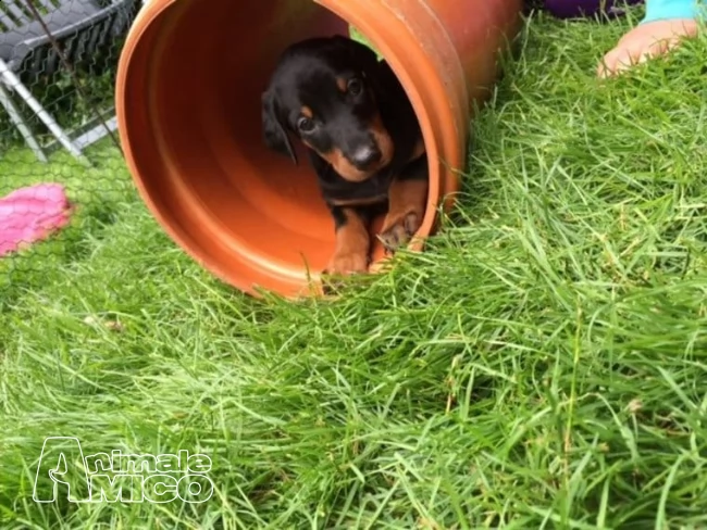 cuccioli di dobermann | Foto 0