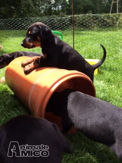cuccioli di dobermann