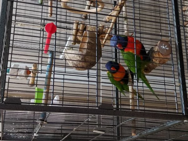 2 liry arcobaleno +gabbia grande | Foto 1