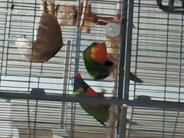 2 liry arcobaleno +gabbia grande