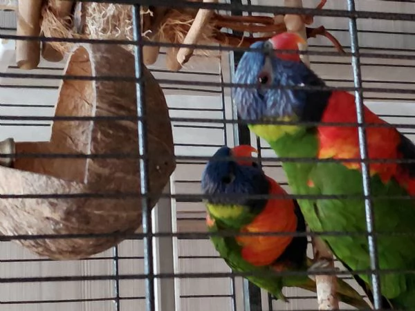 2 liry arcobaleno +gabbia grande | Foto 0