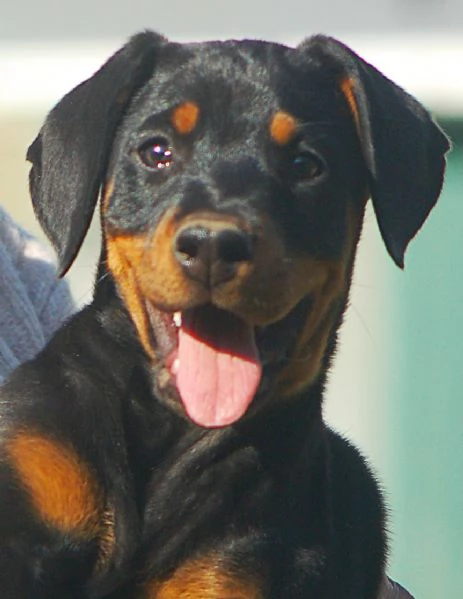 Dobermann cuccioli